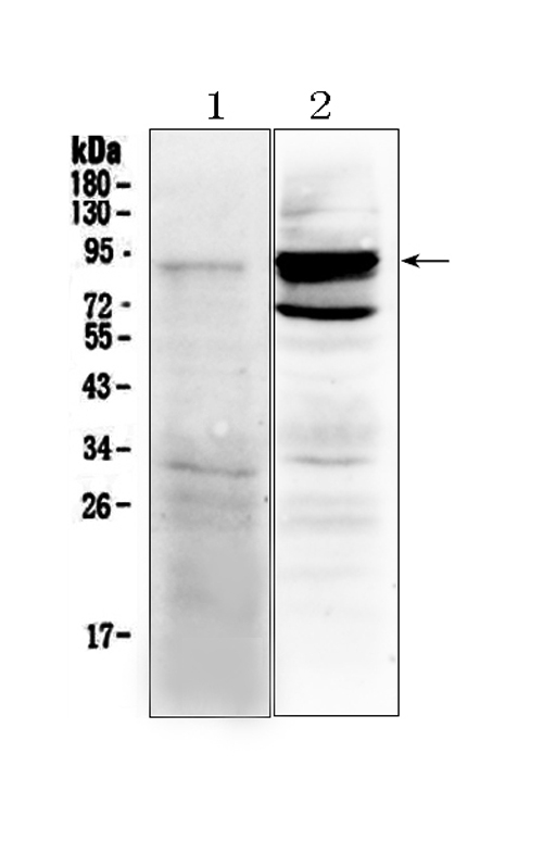 Western blot analysis of TLR2 using anti-TLR2 antibody (A00131). Electrophoresis was performed on a 5-20% SDS-PAGE gel at 70V (Stacking gel) / 90V (Resolving gel) for 2-3 hours. The sample well of each lane was loaded with 50ug of sample under reducing conditions. Lane 1: rat spleen tissue lysates, Lane 2: mouse spleen tissue lysates. After Electrophoresis, proteins were transferred to a Nitrocellulose membrane at 150mA for 50-90 minutes. Blocked the membrane with 5% Non-fat Milk/ TBS for 1.5 hour at RT. The membrane was incubated with rabbit anti-TLR2 antigen affinity purified polyclonal antibody (Catalog # A00131) at 0.5 μg/mL overnight at 4°C, then washed with TBS-0.1%Tween 3 times with 5 minutes each and probed with a goat anti-rabbit IgG-HRP secondary antibody at a dilution of 1:10000 for 1.5 hour at RT. The signal is developed using an Enhanced Chemiluminescent detection (ECL) kit (Catalog # EK1002) with Tanon 5200 system. A specific band was detected for TLR2 at approximately 89KD. The expected band size for TLR2 is at 89KD.