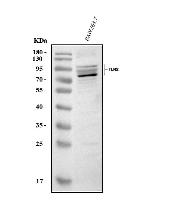 A00131-4-IFLUOR647