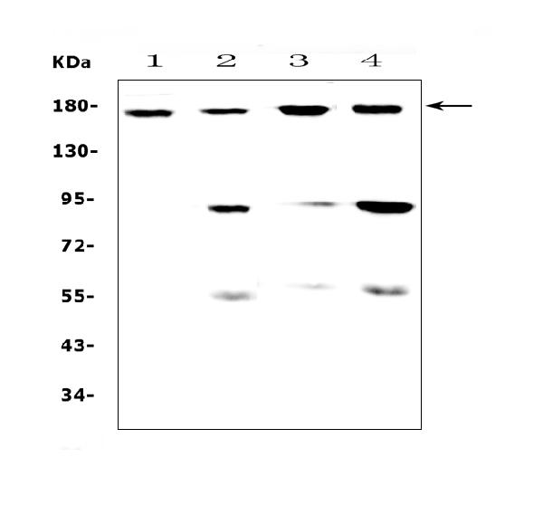 Western blot analysis of CD11b using anti-CD11b antibody (A00144-1). Electrophoresis was performed on a 5-20% SDS-PAGE gel at 70V (Stacking gel) / 90V (Resolving gel) for 2-3 hours. The sample well of each lane was loaded with 50ug of sample under reducing conditions. Lane 1: rat spleen tissue lysates, Lane 2: rat thymus tissue lysates, Lane 3: mouse spleen tissue lysates, Lane 4: mouse thymus tissue lysates. After Electrophoresis, proteins were transferred to a Nitrocellulose membrane at 150mA for 50-90 minutes. Blocked the membrane with 5% Non-fat Milk/ TBS for 1.5 hour at RT. The membrane was incubated with rabbit anti-CD11b antigen affinity purified polyclonal antibody (Catalog # A00144-1) at 0.5 μg/mL overnight at 4°C, then washed with TBS-0.1%Tween 3 times with 5 minutes each and probed with a goat anti-rabbit IgG-HRP secondary antibody at a dilution of 1:10000 for 1.5 hour at RT. The signal is developed using an Enhanced Chemiluminescent detection (ECL) kit (Catalog # EK1002) with Tanon 5200 system. A specific band was detected for CD11b at approximately 170KD. The expected band size for CD11b is at 127KD.