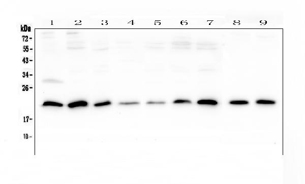 Western blot analysis of SR1 using anti-SR1 antibody (A00222). Electrophoresis was performed on a 5-20% SDS-PAGE gel at 70V (Stacking gel) / 90V (Resolving gel) for 2-3 hours. The sample well of each lane was loaded with 50ug of sample under reducing conditions. Lane 1: human placenta tissue lysate, Lane 2: human U20S whole cell lysate, Lane 3: human A431 whole cell lysate, Lane 4: human PC-3 whole cell lysate, Lane 5: human HL-60 whole cell lysate, Lane 6: human K562 whole cell lysate, Lane 7: human Caco-2 whole cell lysate, Lane 8: rat lung tissue lysate, Lane 9: mouse lung tissue lysate. After Electrophoresis, proteins were transferred to a Nitrocellulose membrane at 150mA for 50-90 minutes. Blocked the membrane with 5% Non-fat Milk/ TBS for 1.5 hour at RT. The membrane was incubated with rabbit anti-SR1 antigen affinity purified polyclonal antibody (Catalog # A00222) at 0.5 μg/mL overnight at 4°C, then washed with TBS-0.1%Tween 3 times with 5 minutes each and probed with a goat anti-rabbit IgG-HRP secondary antibody at a dilution of 1:10000 for 1.5 hour at RT. The signal is developed using an Enhanced Chemiluminescent detection (ECL) kit (Catalog # EK1002) with Tanon 5200 system. A specific band was detected for SR1 at approximately 22KD. The expected band size for SR1 is at 22KD.