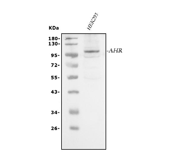 Western blot analysis of AHR using anti-AHR antibody (A00225-2).