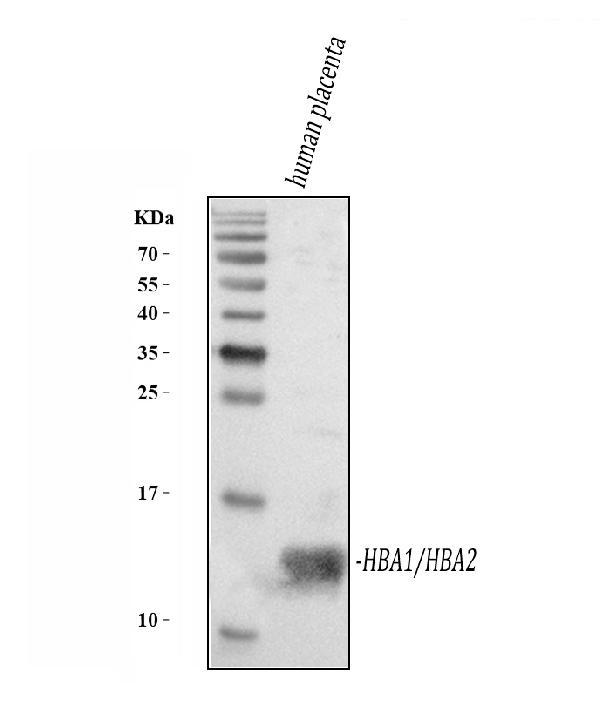 Western blot analysis of Hemoglobin using anti-Hemoglobin antibody (A00233-1).