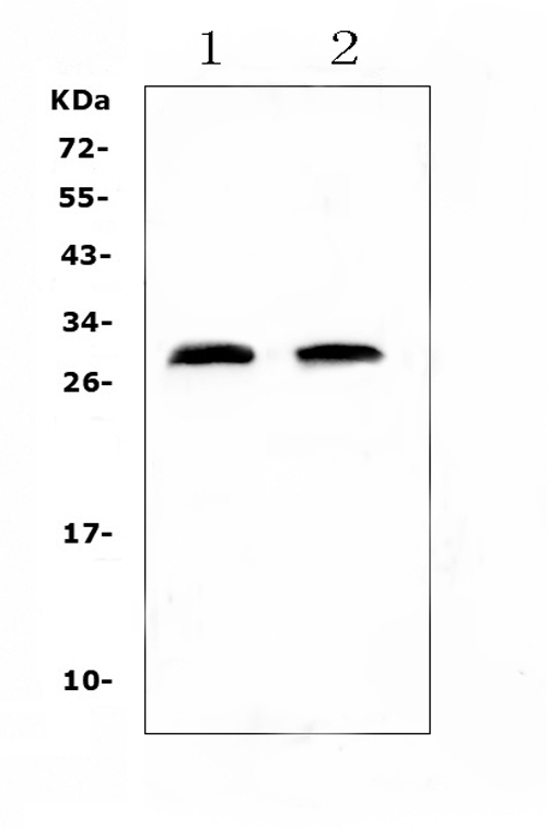 Western blot analysis of C Reactive Protein using anti-C Reactive Protein antibody (A00249-2). Electrophoresis was performed on a 5-20% SDS-PAGE gel at 70V (Stacking gel) / 90V (Resolving gel) for 2-3 hours. The sample well of each lane was loaded with 50ug of sample under reducing conditions. Lane 1: rat heart tissue lysates, Lane 2: rat lung tissue lysates. After Electrophoresis, proteins were transferred to a Nitrocellulose membrane at 150mA for 50-90 minutes. Blocked the membrane with 5% Non-fat Milk/ TBS for 1.5 hour at RT. The membrane was incubated with rabbit anti-C Reactive Protein antigen affinity purified polyclonal antibody (Catalog # A00249-2) at 0.5 μg/mL overnight at 4℃, then washed with TBS-0.1%Tween 3 times with 5 minutes each and probed with a goat anti-rabbit IgG-HRP secondary antibody at a dilution of 1:10000 for 1.5 hour at RT. The signal is developed using an Enhanced Chemiluminescent detection (ECL) kit (Catalog # EK1002) with Tanon 5200 system. A specific band was detected for C Reactive Protein at approximately 28KD. The expected band size for C Reactive Protein is at 25KD.