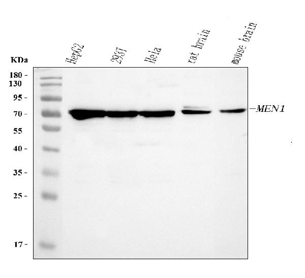 Recombinant Anti-Menin antibody [EPR3986] KO Tested (ab92443)