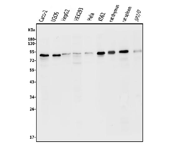 Western blot analysis of ATG7 using anti-ATG7 antibody (A00346).