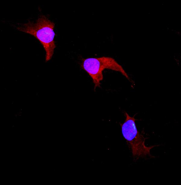 IF analysis of GST3 / GST pi using anti-GST3 / GST pi antibody (A00394-1).