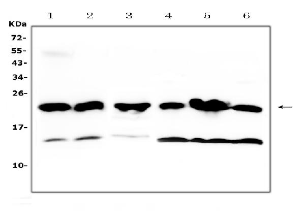 Western blot analysis of GST3 / GST pi using anti-GST3 / GST pi antibody (A00394). Electrophoresis was performed on a 5-20% SDS-PAGE gel at 70V (Stacking gel) / 90V (Resolving gel) for 2-3 hours. The sample well of each lane was loaded with 50ug of sample under reducing conditions. Lane 1: mouse lung tissue lysates, Lane 2: mouse testis tissue lysates, Lane 3: rat spleen tissue lysates, Lane 4: human A549 whole cell lysates, Lane 5: human placenta tissue lysates, Lane 6: human Hela whole cell lysates. After Electrophoresis, proteins were transferred to a Nitrocellulose membrane at 150mA for 50-90 minutes. Blocked the membrane with 5% Non-fat Milk/ TBS for 1.5 hour at RT. The membrane was incubated with rabbit anti-GST3 / GST pi antigen affinity purified polyclonal antibody (Catalog # A00394) at 0.5 ug/mL overnight at 4 then washed with TBS-0.1%Tween 3 times with 5 minutes each and probed with a goat anti-rabbit IgG-HRP secondary antibody at a dilution of 1:10000 for 1.5 hour at RT. The signal is developed using an Enhanced Chemiluminescent detection (ECL) kit (Catalog # EK1002) with Tanon 5200 system. A specific band was detected for GST3 / GST pi at approximately 23KD. The expected band size for GST3 / GST pi is at 23KD.