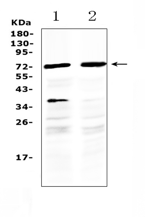 Western blot analysis of MAK using anti-MAK antibody (A00407-1). Electrophoresis was performed on a 5-20% SDS-PAGE gel at 70V (Stacking gel) / 90V (Resolving gel) for 2-3 hours. The sample well of each lane was loaded with 50ug of sample under reducing conditions. Lane 1: human HepG2 whole cell lysate, Lane 2: human MCF-7 whole cell lysate. After Electrophoresis, proteins were transferred to a Nitrocellulose membrane at 150mA for 50-90 minutes. Blocked the membrane with 5% Non-fat Milk/ TBS for 1.5 hour at RT. The membrane was incubated with rabbit anti-MAK antigen affinity purified polyclonal antibody (Catalog # A00407-1) at 0.5 μg/mL overnight at 4°C, then washed with TBS-0.1%Tween 3 times with 5 minutes each and probed with a goat anti-rabbit IgG-HRP secondary antibody at a dilution of 1:10000 for 1.5 hour at RT. The signal is developed using an Enhanced Chemiluminescent detection (ECL) kit (Catalog # EK1002) with Tanon 5200 system. A specific band was detected for MAK at approximately 70KD. The expected band size for MAK is at 70KD.