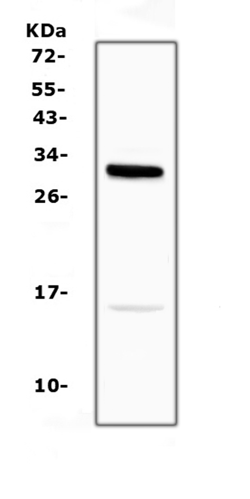 Western blot analysis of ID2 using anti-ID2 antibody (A00417-1). Electrophoresis was performed on a 5-20% SDS-PAGE gel at 70V (Stacking gel) / 90V (Resolving gel) for 2-3 hours. The sample well of each lane was loaded with 50ug of sample under reducing conditions. Lane 1: rat brain tissue lysates. After Electrophoresis, proteins were transferred to a Nitrocellulose membrane at 150mA for 50-90 minutes. Blocked the membrane with 5% Non-fat Milk/ TBS for 1.5 hour at RT. The membrane was incubated with rabbit anti-ID2 antigen affinity purified polyclonal antibody (Catalog # A00417-1) at 0.5 μg/mL overnight at 4°C, then washed with TBS-0.1%Tween 3 times with 5 minutes each and probed with a goat anti-rabbit IgG-HRP secondary antibody at a dilution of 1:10000 for 1.5 hour at RT. The signal is developed using an Enhanced Chemiluminescent detection (ECL) kit (Catalog # EK1002) with Tanon 5200 system. A specific band was detected for ID2 at approximately 15KD. The expected band size for ID2 is at 15KD.