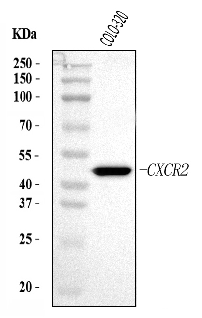 Anti-CXCR2 Antibody Picoband™