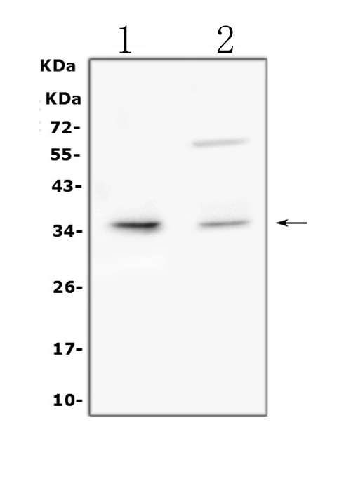 Western blot analysis of TRAIL using anti-TRAIL antibody (A00466-1). Electrophoresis was performed on a 5-20% SDS-PAGE gel at 70V (Stacking gel) / 90V (Resolving gel) for 2-3 hours. The sample well of each lane was loaded with 50ug of sample under reducing conditions. Lane 1: human HL-60 whole cell lysates, Lane 2: human THP-1 whole cell lysates, After Electrophoresis, proteins were transferred to a Nitrocellulose membrane at 150mA for 50-90 minutes. Blocked the membrane with 5% Non-fat Milk/ TBS for 1.5 hour at RT. The membrane was incubated with rabbit anti-TRAIL antigen affinity purified polyclonal antibody (Catalog # A00466-1) at 0.5 μg/mL overnight at 4°C, then washed with TBS-0.1%Tween 3 times with 5 minutes each and probed with a goat anti-rabbit IgG-HRP secondary antibody at a dilution of 1:10000 for 1.5 hour at RT. The signal is developed using an Enhanced Chemiluminescent detection (ECL) kit (Catalog # EK1002) with Tanon 5200 system. A specific band was detected for TRAIL at approximately 35KD. The expected band size for TRAIL is at 33KD.