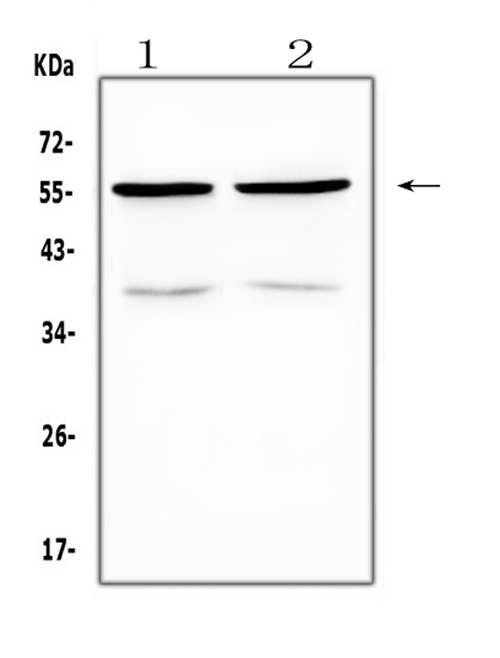 Western blot analysis of PTP1B using anti-PTP1B antibody (A00613-1). Electrophoresis was performed on a 5-20% SDS-PAGE gel at 70V (Stacking gel) / 90V (Resolving gel) for 2-3 hours. The sample well of each lane was loaded with 50ug of sample under reducing conditions. Lane 1: rat kidney tissue lysate, Lane 2: mouse kidney tissue lysate. After Electrophoresis, proteins were transferred to a Nitrocellulose membrane at 150mA for 50-90 minutes. Blocked the membrane with 5% Non-fat Milk/ TBS for 1.5 hour at RT. The membrane was incubated with rabbit anti-PTP1B antigen affinity purified polyclonal antibody (Catalog # A00613-1) at 0.5 μg/mL overnight at 4°C, then washed with TBS-0.1%Tween 3 times with 5 minutes each and probed with a goat anti-rabbit IgG-HRP secondary antibody at a dilution of 1:10000 for 1.5 hour at RT. The signal is developed using an Enhanced Chemiluminescent detection (ECL) kit (Catalog # EK1002) with Tanon 5200 system. A specific band was detected for PTP1B at approximately 57KD. The expected band size for PTP1B is at 50KD.