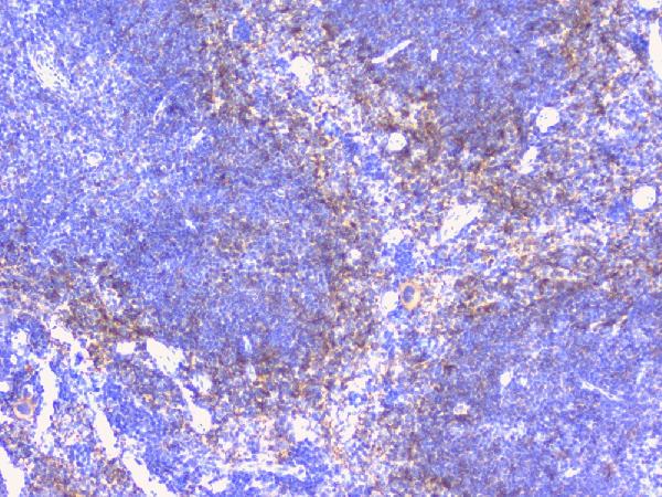 IHC analysis of PTP1B using anti-PTP1B antibody (A00613-1). PTP1B was detected in paraffin-embedded section of mouse spleen tissues. Heat mediated antigen retrieval was performed in citrate buffer (pH6, epitope retrieval solution) for 20 mins. The tissue section was blocked with 10% goat serum. The tissue section was then incubated with 1μg/ml rabbit anti-PTP1B Antibody (A00613-1) overnight at 4°C. Biotinylated goat anti-rabbit IgG was used as secondary antibody and incubated for 30 minutes at 37°C. The tissue section was developed using Strepavidin-Biotin-Complex (SABC)(Catalog # SA1022) with DAB as the chromogen.