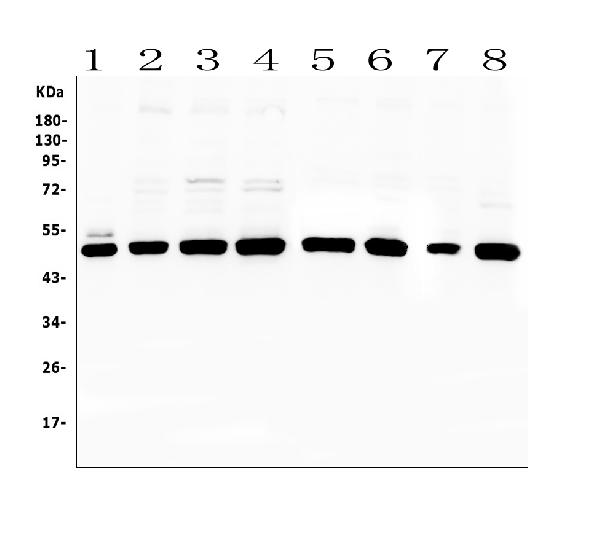 Western blot analysis of PTP1B using anti-PTP1B antibody (A00613-1). Electrophoresis was performed on a 5-20% SDS-PAGE gel at 70V (Stacking gel) / 90V (Resolving gel) for 2-3 hours. The sample well of each lane was loaded with 50ug of sample under reducing conditions. Lane 1: human placenta tissue lysates, Lane 2: human MCF-7 whole cell lysates, Lane 3: human Caco-2 whole cell lysates, Lane 4: human K562 whole cell lysates. Lane 5: human U2O whole cell lysates, Lane 6: human PC-3 whole cell lysates, Lane 7: human HL-60 whole cell lysates, Lane 8: human A549 whole cell lysates. After Electrophoresis, proteins were transferred to a Nitrocellulose membrane at 150mA for 50-90 minutes. Blocked the membrane with 5% Non-fat Milk/ TBS for 1.5 hour at RT. The membrane was incubated with rabbit anti-PTP1B antigen affinity purified polyclonal antibody (Catalog # A00613-1) at 0.5 μg/mL overnight at 4°C, then washed with TBS-0.1%Tween 3 times with 5 minutes each and probed with a goat anti-rabbit IgG-HRP secondary antibody at a dilution of 1:10000 for 1.5 hour at RT. The signal is developed using an Enhanced Chemiluminescent detection (ECL) kit (Catalog # EK1002) with Tanon 5200 system. A specific band was detected for PTP1B at approximately 50KD. The expected band size for PTP1B is at 50KD.