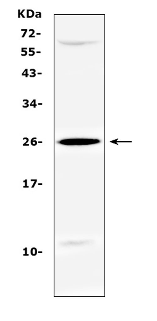 Western blot analysis of SRY using anti-SRY antibody (A00614-1). Electrophoresis was performed on a 5-20% SDS-PAGE gel at 70V (Stacking gel) / 90V (Resolving gel) for 2-3 hours. The sample well of each lane was loaded with 50ug of sample under reducing conditions. Lane 1: human Hela whole cell lysate. After Electrophoresis, proteins were transferred to a Nitrocellulose membrane at 150mA for 50-90 minutes. Blocked the membrane with 5% Non-fat Milk/ TBS for 1.5 hour at RT. The membrane was incubated with rabbit anti-SRY antigen affinity purified polyclonal antibody (Catalog # A00614-1) at 0.5 μg/mL overnight at 4°C, then washed with TBS-0.1%Tween 3 times with 5 minutes each and probed with a goat anti-rabbit IgG-HRP secondary antibody at a dilution of 1:10000 for 1.5 hour at RT. The signal is developed using an Enhanced Chemiluminescent detection (ECL) kit (Catalog # EK1002) with Tanon 5200 system. A specific band was detected for SRY at approximately 26KD. The expected band size for SRY is at 24KD.