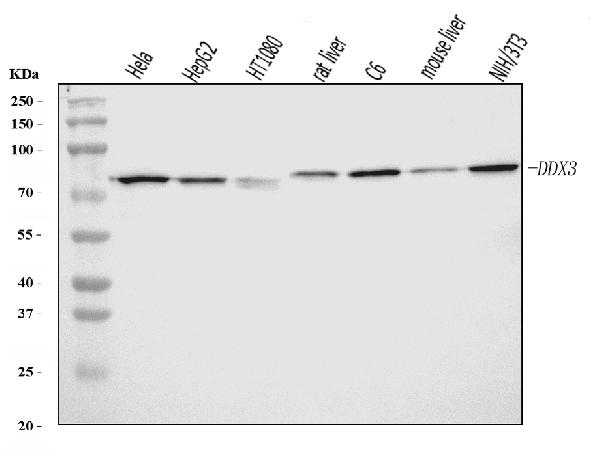 Western blot analysis of DDX3 using anti-DDX3 antibody (A00751-1).