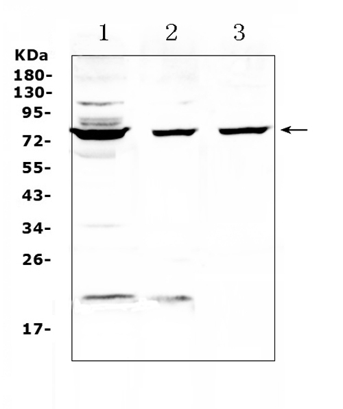 Western blot analysis of TLS / FUS using anti-TLS / FUS antibody (A00771-1). Electrophoresis was performed on a 5-20% SDS-PAGE gel at 70V (Stacking gel) / 90V (Resolving gel) for 2-3 hours. The sample well of each lane was loaded with 50ug of sample under reducing conditions. Lane 1: human HepG2 whole cell lysates, Lane 2: human K562 whole cell lysates, Lane 3: mouse NIH3T3 whole cell lysates. After Electrophoresis, proteins were transferred to a Nitrocellulose membrane at 150mA for 50-90 minutes. Blocked the membrane with 5% Non-fat Milk/ TBS for 1.5 hour at RT. The membrane was incubated with rabbit anti-TLS / FUS antigen affinity purified polyclonal antibody (Catalog # A00771-1) at 0.5 ug/mL overnight at 4 then washed with TBS-0.1%Tween 3 times with 5 minutes each and probed with a goat anti-rabbit IgG-HRP secondary antibody at a dilution of 1:10000 for 1.5 hour at RT. The signal is developed using an Enhanced Chemiluminescent detection (ECL) kit (Catalog # EK1002) with Tanon 5200 system. A specific band was detected for TLS / FUS at approximately 75KD. The expected band size for TLS / FUS is at 53KD.