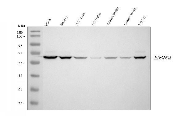 Western blot analysis of ESR2 using anti-ESR2 antibody (A00786-1).