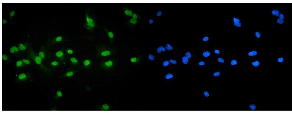 IF analysis of NR1H4 using anti-NR1H4 antibody (A00835-1).