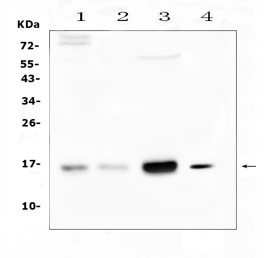 Western blot analysis of Cystatin C using anti-Cystatin C antibody (A00961-2). Electrophoresis was performed on a 5-20% SDS-PAGE gel at 70V (Stacking gel) / 90V (Resolving gel) for 2-3 hours. The sample well of each lane was loaded with 50ug of sample under reducing conditions. Lane 1: human COLO-320 whole cell lysates, Lane 2: human placenta tissue lysates, Lane 3: human HepG2 whole cell lysates, Lane 4: mouse brain tissue lysates. After Electrophoresis, proteins were transferred to a Nitrocellulose membrane at 150mA for 50-90 minutes. Blocked the membrane with 5% Non-fat Milk/ TBS for 1.5 hour at RT. The membrane was incubated with rabbit anti-Cystatin C antigen affinity purified polyclonal antibody (Catalog # A00961-2) at 0.5 μg/mL overnight at 4℃, then washed with TBS-0.1%Tween 3 times with 5 minutes each and probed with a goat anti-rabbit IgG-HRP secondary antibody at a dilution of 1:10000 for 1.5 hour at RT. The signal is developed using an Enhanced Chemiluminescent detection (ECL) kit (Catalog # EK1002) with Tanon 5200 system. A specific band was detected for Cystatin C at approximately 16KD. The expected band size for Cystatin C is at 16KD.