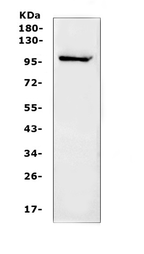 Western blot analysis of NFAT1 using anti-NFAT1 antibody (A00969). Electrophoresis was performed on a 5-20% SDS-PAGE gel at 70V (Stacking gel) / 90V (Resolving gel) for 2-3 hours. The sample well of each lane was loaded with 50ug of sample under reducing conditions. Lane 1: human K562 whole cell lysates. After Electrophoresis, proteins were transferred to a Nitrocellulose membrane at 150mA for 50-90 minutes. Blocked the membrane with 5% Non-fat Milk/ TBS for 1.5 hour at RT. The membrane was incubated with rabbit anti-NFAT1 antigen affinity purified polyclonal antibody (Catalog # A00969) at 0.5 ug/mL overnight at 4 then washed with TBS-0.1%Tween 3 times with 5 minutes each and probed with a goat anti-rabbit IgG-HRP secondary antibody at a dilution of 1:10000 for 1.5 hour at RT. The signal is developed using an Enhanced Chemiluminescent detection (ECL) kit (Catalog # EK1002) with Tanon 5200 system. A specific band was detected for NFAT1 at approximately 100KD. The expected band size for NFAT1 is at 100KD.