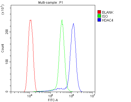 Flow Cytometry analysis of THP-1 cells using anti-HDAC4 antibody (A00971-1). Overlay histogram showing THP-1 cells stained with A00971-1 (Blue line).The cells were blocked with 10% normal goat serum. And then incubated with rabbit anti-HDAC4 Antibody (A00971-1,1μg/1x106 cells) for 30 min at 20°C. DyLight®488 conjugated goat anti-rabbit IgG (BA1127, 5-10μg/1x106 cells) was used as secondary antibody for 30 minutes at 20°C. Isotype control antibody (Green line) was rabbit IgG (1μg/1x106) used under the same conditions. Unlabelled sample (Red line) was also used as a control.