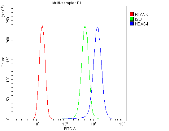 Flow Cytometry analysis of SiHa cells using anti-HDAC4 antibody (A00971-1). Overlay histogram showing SiHa cells stained with A00971-1 (Blue line).The cells were blocked with 10% normal goat serum. And then incubated with rabbit anti-HDAC4 Antibody (A00971-1,1μg/1x106 cells) for 30 min at 20°C. DyLight®488 conjugated goat anti-rabbit IgG (BA1127, 5-10μg/1x106 cells) was used as secondary antibody for 30 minutes at 20°C. Isotype control antibody (Green line) was rabbit IgG (1μg/1x106) used under the same conditions. Unlabelled sample (Red line) was also used as a control.