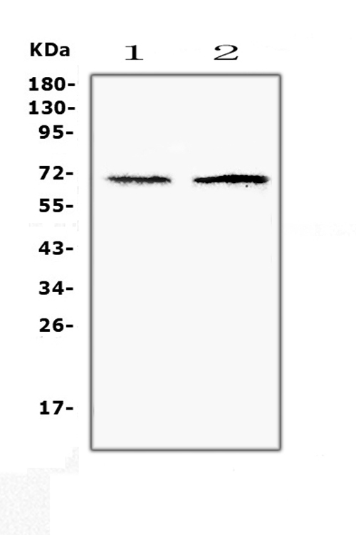 Western blot analysis of CLPX using anti-CLPX antibody (A00978-1). Electrophoresis was performed on a 5-20% SDS-PAGE gel at 70V (Stacking gel) / 90V (Resolving gel) for 2-3 hours. The sample well of each lane was loaded with 50ug of sample under reducing conditions. Lane 1: human Hela whole cell lysates, Lane 2: human HepG2 whole cell lysates. After Electrophoresis, proteins were transferred to a Nitrocellulose membrane at 150mA for 50-90 minutes. Blocked the membrane with 5% Non-fat Milk/ TBS for 1.5 hour at RT. The membrane was incubated with rabbit anti-CLPX antigen affinity purified polyclonal antibody (Catalog # A00978-1) at 0.5 μg/mL overnight at 4°C, then washed with TBS-0.1%Tween 3 times with 5 minutes each and probed with a goat anti-rabbit IgG-HRP secondary antibody at a dilution of 1:10000 for 1.5 hour at RT. The signal is developed using an Enhanced Chemiluminescent detection (ECL) kit (Catalog # EK1002) with Tanon 5200 system. A specific band was detected for CLPX at approximately 69KD. The expected band size for CLPX is at 69KD.