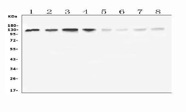 Western blot analysis of LARS using anti-LARS antibody (A01109). Electrophoresis was performed on a 5-20% SDS-PAGE gel at 70V (Stacking gel) / 90V (Resolving gel) for 2-3 hours. The sample well of each lane was loaded with 50ug of sample under reducing conditions. Lane 1: human HL-60 whole cell lysates, Lane 2: human K562 whole cell lysates, Lane 3: human THP-1 whole cell lysates, Lane 4: human Caco-2 whole cell lysates, Lane 5: rat liver tissue lysates, Lane 6: mouse brain tissue lysates, Lane 7: mouse liver tissue lysates, Lane 8: mouse NIH3T3 whole cell lysates. After Electrophoresis, proteins were transferred to a Nitrocellulose membrane at 150mA for 50-90 minutes. Blocked the membrane with 5% Non-fat Milk/ TBS for 1.5 hour at RT. The membrane was incubated with rabbit anti-LARS antigen affinity purified polyclonal antibody (Catalog # A01109) at 0.5 μg/mL overnight at 4°C, then washed with TBS-0.1%Tween 3 times with 5 minutes each and probed with a goat anti-rabbit IgG-HRP secondary antibody at a dilution of 1:10000 for 1.5 hour at RT. The signal is developed using an Enhanced Chemiluminescent detection (ECL) kit (Catalog # EK1002) with Tanon 5200 system. A specific band was detected for LARS at approximately 134KD. The expected band size for LARS is at 134KD.