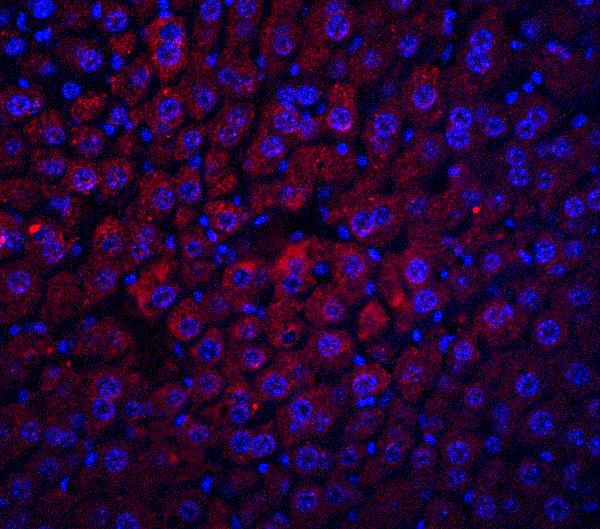 Anti-Albumin Antibody A01245