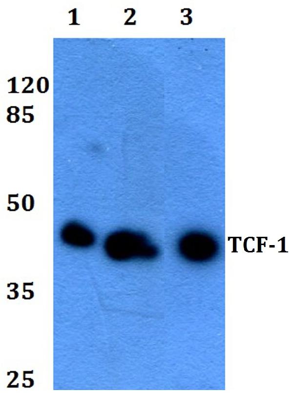 Anti Tcf 1 F26 Tcf7 Antibody