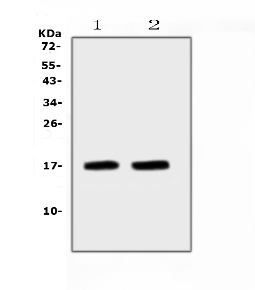 Western blot analysis of ANP using anti-ANP antibody (A01318). Electrophoresis was performed on a 5-20% SDS-PAGE gel at 70V (Stacking gel) / 90V (Resolving gel) for 2-3 hours. The sample well of each lane was loaded with 50ug of sample under reducing conditions. Lane 1: mouse heart tissue lysates, Lane 2: mouse heart tissue lysates. After Electrophoresis, proteins were transferred to a Nitrocellulose membrane at 150mA for 50-90 minutes. Blocked the membrane with 5% Non-fat Milk/ TBS for 1.5 hour at RT. The membrane was incubated with rabbit anti-ANP antigen affinity purified polyclonal antibody (Catalog # A01318) at 0.5 μg/mL overnight at 4℃, then washed with TBS-0.1%Tween 3 times with 5 minutes each and probed with a goat anti-rabbit IgG-HRP secondary antibody at a dilution of 1:10000 for 1.5 hour at RT. The signal is developed using an Enhanced Chemiluminescent detection (ECL) kit (Catalog # EK1002) with Tanon 5200 system. A specific band was detected for ANP at approximately 17KD. The expected band size for ANP is at 17KD.