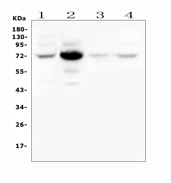 Western blot analysis of WEE1 using anti-WEE1 antibody (A01319-1). Electrophoresis was performed on a 5-20% SDS-PAGE gel at 70V (Stacking gel) / 90V (Resolving gel) for 2-3 hours. The sample well of each lane was loaded with 50ug of sample under reducing conditions. Lane 1: human Hela whole cell lysates, Lane 2: human placenta tissue lysates, Lane 3: human A431 whole cell lysates, Lane 4: human U2OS whole cell lysates. After Electrophoresis, proteins were transferred to a Nitrocellulose membrane at 150mA for 50-90 minutes. Blocked the membrane with 5% Non-fat Milk/ TBS for 1.5 hour at RT. The membrane was incubated with rabbit anti-WEE1 antigen affinity purified polyclonal antibody (Catalog # A01319-1) at 0.5 μg/mL overnight at 4°C, then washed with TBS-0.1%Tween 3 times with 5 minutes each and probed with a goat anti-rabbit IgG-HRP secondary antibody at a dilution of 1:10000 for 1.5 hour at RT. The signal is developed using an Enhanced Chemiluminescent detection (ECL) kit (Catalog # EK1002) with Tanon 5200 system. A specific band was detected for WEE1 at approximately 72KD. The expected band size for WEE1 is at 72KD.