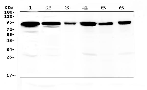 Western blot analysis of Periostin using anti-Periostin antibody (A01378). Electrophoresis was performed on a 5-20% SDS-PAGE gel at 70V (Stacking gel) / 90V (Resolving gel) for 2-3 hours. The sample well of each lane was loaded with 50ug of sample under reducing conditions. Lane 1: rat gaster tissue lysates, Lane 2: rat lung tissue lysates, Lane 3: rat NRK whole cell lysates, Lane 4: mouse gaster tissue lysates, Lane 5: mouse intestine tissue lysates, Lane 6: mouse lung tissue lysates. After Electrophoresis, proteins were transferred to a Nitrocellulose membrane at 150mA for 50-90 minutes. Blocked the membrane with 5% Non-fat Milk/ TBS for 1.5 hour at RT. The membrane was incubated with rabbit anti-Periostin antigen affinity purified polyclonal antibody (Catalog # A01378) at 0.5 ug/mL overnight at 4 then washed with TBS-0.1%Tween 3 times with 5 minutes each and probed with a goat anti-rabbit IgG-HRP secondary antibody at a dilution of 1:10000 for 1.5 hour at RT. The signal is developed using an Enhanced Chemiluminescent detection (ECL) kit (Catalog # EK1002) with Tanon 5200 system. A specific band was detected for Periostin at approximately 93KD. The expected band size for Periostin is at 93KD.