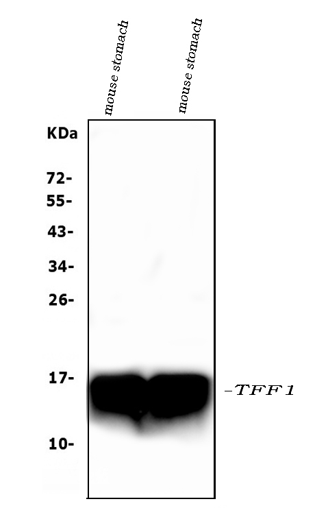 Western blot analysis of Tff1 using anti-Tff1 antibody (A01391).