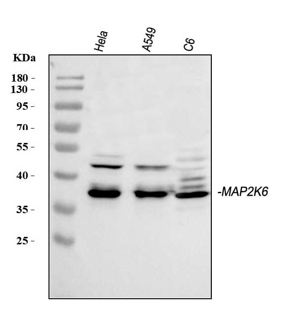 Western blot analysis of MKK6/MAP2K6 using anti-MKK6/MAP2K6 antibody (A02011).