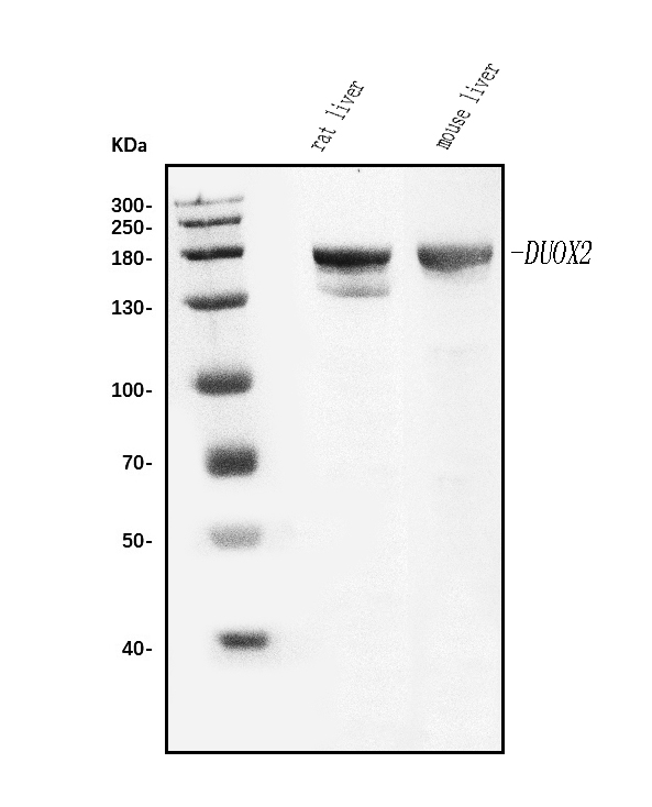 Anti Duox2 Antibody Picoband Bosterbio