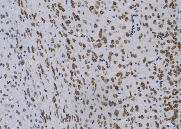 Anti-GPNMB/Gpnmb Picoband™ Antibody