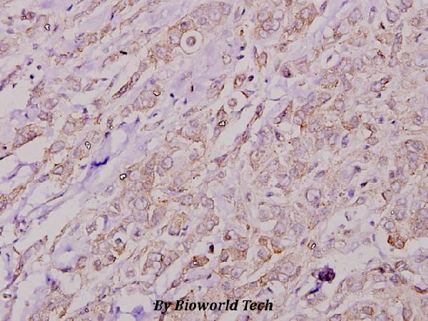 a02453 col4a2 primary antibodies ihc testing 2