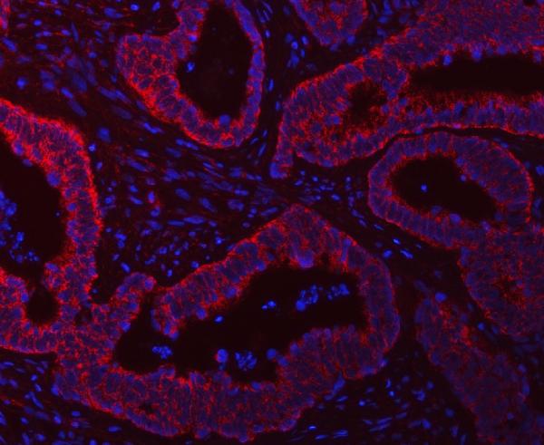 SCO1 Antibody