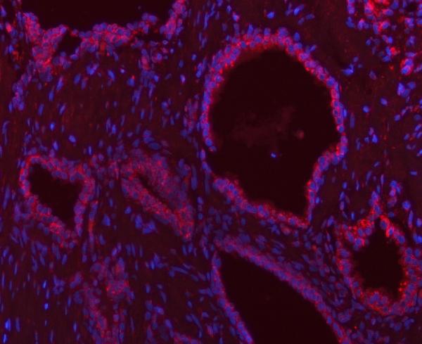 Sco1 Antibody