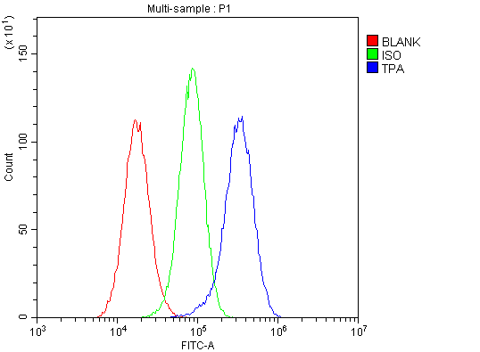 Flow Cytometry analysis of U251 cells using anti-PLAT antibody (A02965-1). Overlay histogram showing U251 cells stained with A02965-1 (Blue line).The cells were blocked with 10% normal goat serum. And then incubated with rabbit anti-PLAT Antibody (A02965-1,1μg/1x106 cells) for 30 min at 20°C. DyLight®488 conjugated goat anti-rabbit IgG (BA1127, 5-10μg/1x106 cells) was used as secondary antibody for 30 minutes at 20°C. Isotype control antibody (Green line) was rabbit IgG (1μg/1x106) used under the same conditions. Unlabelled sample (Red line) was also used as a control.