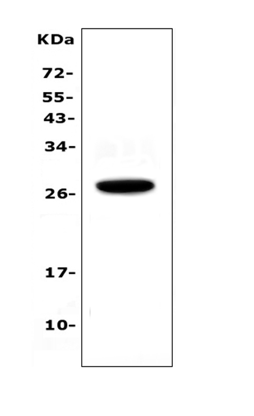 Western blot analysis of IL15RA using anti-IL15RA antibody (A03016-1). Electrophoresis was performed on a 5-20% SDS-PAGE gel at 70V (Stacking gel) / 90V (Resolving gel) for 2-3 hours. The sample well of each lane was loaded with 50ug of sample under reducing conditions. Lane 1: human placenta tissue lysates. After Electrophoresis, proteins were transferred to a Nitrocellulose membrane at 150mA for 50-90 minutes. Blocked the membrane with 5% Non-fat Milk/ TBS for 1.5 hour at RT. The membrane was incubated with rabbit anti-IL15RA antigen affinity purified polyclonal antibody (Catalog # A03016-1) at 0.5 ug/mL overnight at 4 then washed with TBS-0.1%Tween 3 times with 5 minutes each and probed with a goat anti-rabbit IgG-HRP secondary antibody at a dilution of 1:10000 for 1.5 hour at RT. The signal is developed using an Enhanced Chemiluminescent detection (ECL) kit (Catalog # EK1002) with Tanon 5200 system. A specific band was detected for IL15RA at approximately 28KD. The expected band size for IL15RA is at 28KD.