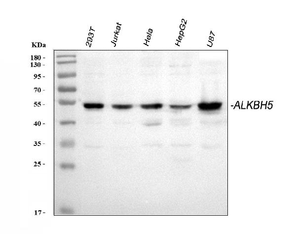 Western blot analysis of ALKBH5 using anti-ALKBH5 antibody (A03360).