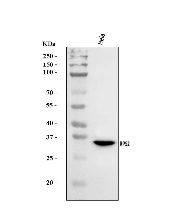 RPS2 Antibody