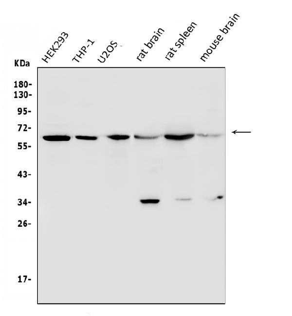 Anti U2af65 U2af2 Antibody Picoband Bosterbio