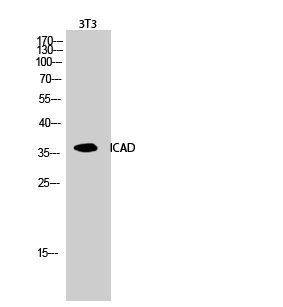 icad antibody