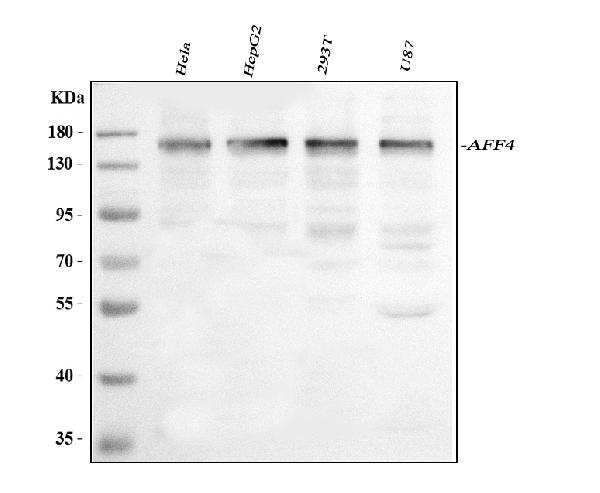 Western blot analysis of AFF4 using anti-AFF4 antibody (A03824).