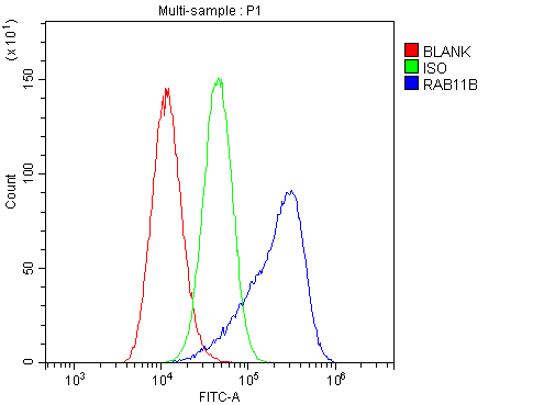 Flow Cytometry analysis of A549 cells using anti-RAB11B antibody (A04526-1). Overlay histogram showing A549 cells stained with A04526-1 (Blue line).The cells were blocked with 10% normal goat serum. And then incubated with rabbit anti-RAB11B Antibody (A04526-1,1μg/1x106 cells) for 30 min at 20°C. DyLight®488 conjugated goat anti-rabbit IgG (BA1127, 5-10μg/1x106 cells) was used as secondary antibody for 30 minutes at 20°C. Isotype control antibody (Green line) was rabbit IgG (1μg/1x106) used under the same conditions. Unlabelled sample (Red line) was also used as a control.