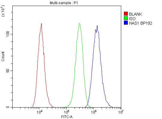 Flow Cytometry analysis of U-87MG cells using anti-HAS1 antibody (A04784-1). Overlay histogram showing U-87MG cells stained with A04784-1 (Blue line).The cells were blocked with 10% normal goat serum. And then incubated with rabbit anti-HAS1 Antibody (A04784-1,1μg/1x106 cells) for 30 min at 20°C. DyLight®488 conjugated goat anti-rabbit IgG (BA1127, 5-10μg/1x106 cells) was used as secondary antibody for 30 minutes at 20°C. Isotype control antibody (Green line) was rabbit IgG (1μg/1x106) used under the same conditions. Unlabelled sample (Red line) was also used as a control.